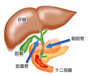 胆嚢（たんのう）の機能
